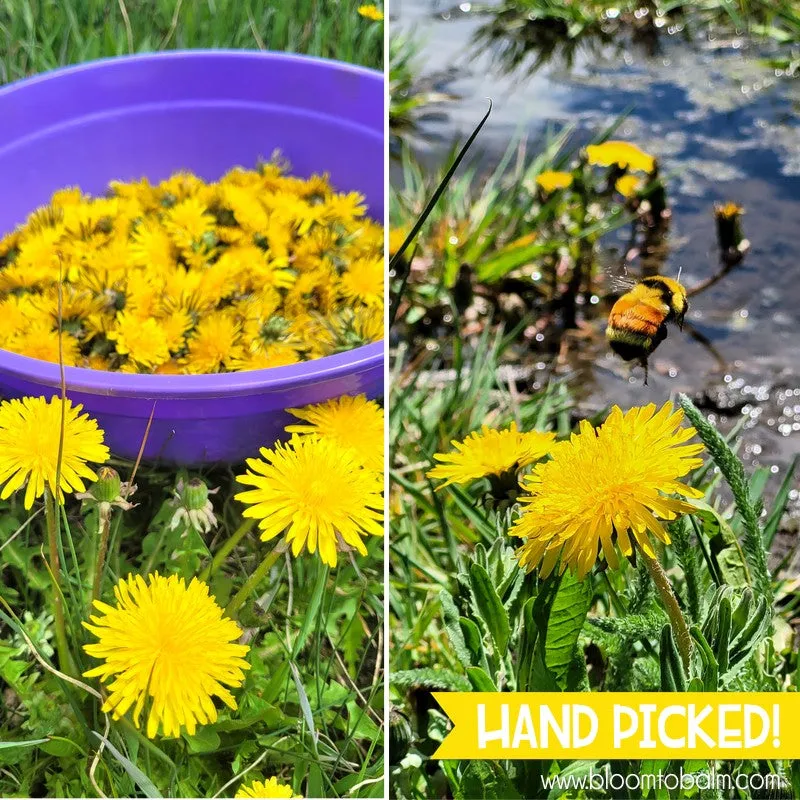 DANDELION Salve & Lip Balm {BUNDLE}